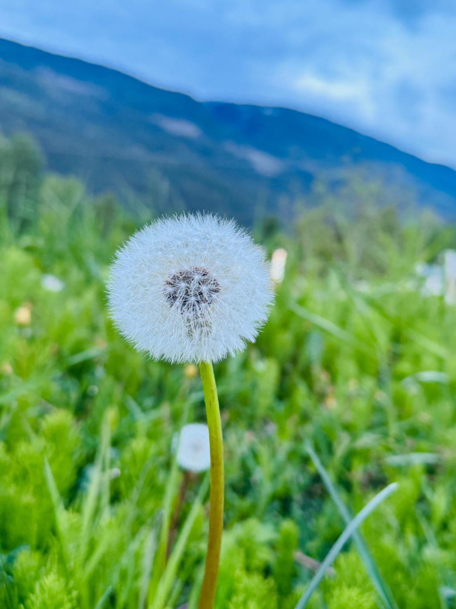 Avola Mountain Lodge Dış mekan fotoğraf